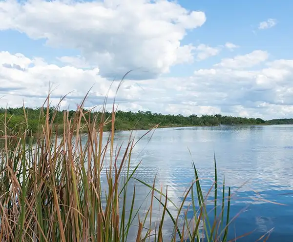 Lake Trafford