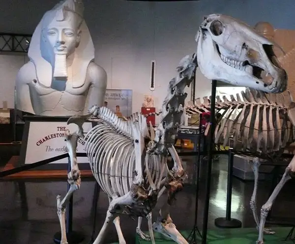 The Charleston Museum