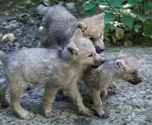 Seacrest Wolf Preserve