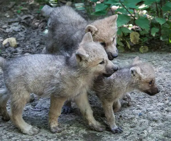 Seacrest Wolf Preserve
