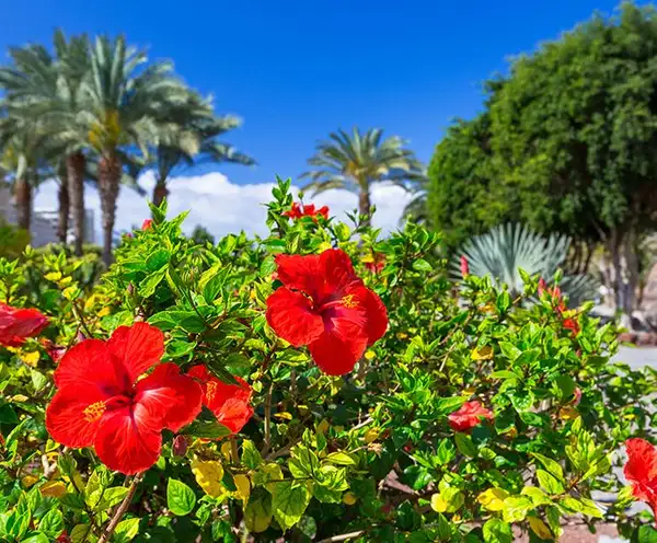 Hibiscus Island