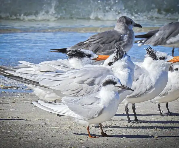 Tern Island