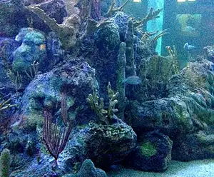 John Pennekamp Coral Reef State Park
