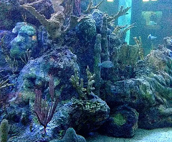 John Pennekamp Coral Reef State Park