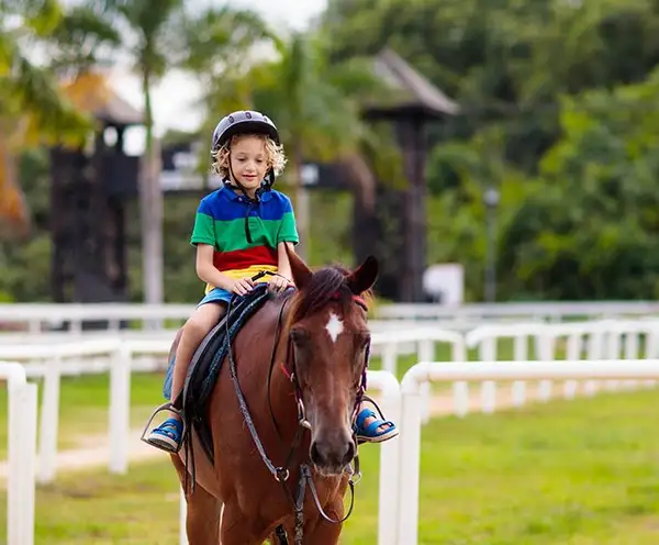 Star Stable Miami 