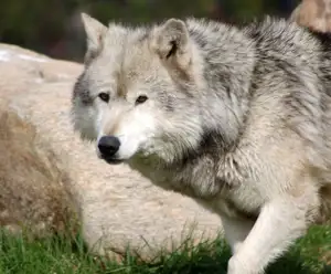 Wolf Sanctuary of Pennsylvania