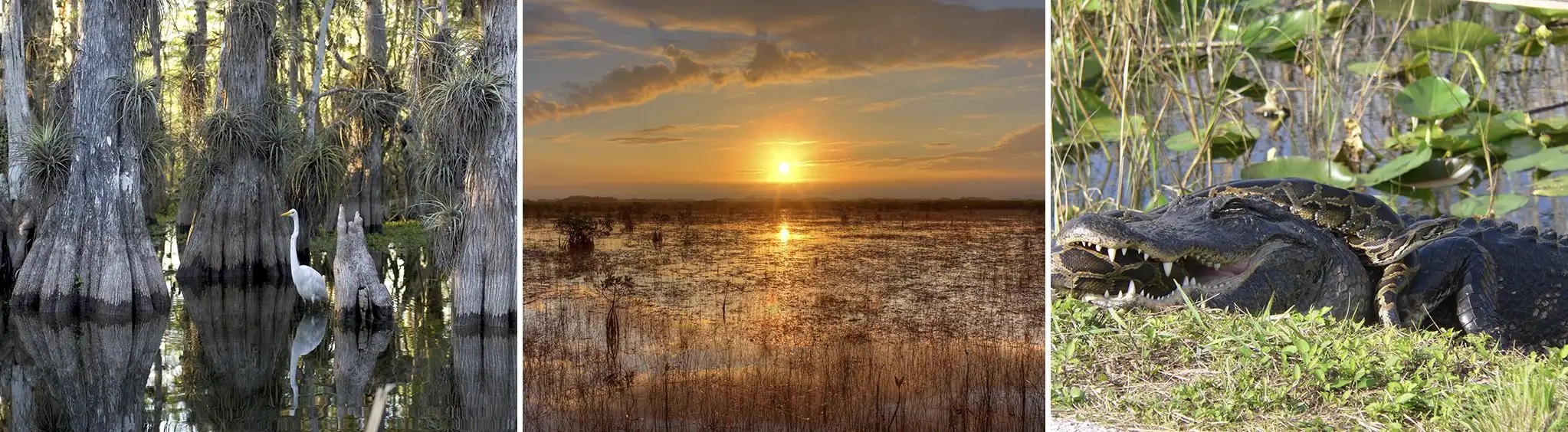 Everglades Near Fort Lauderdale