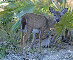 National Key Deer Refuge