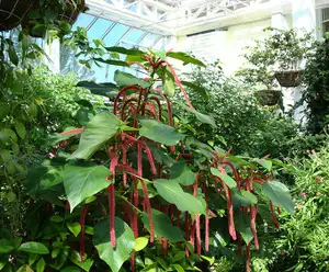The Key West Butterfly and Nature Conservatory