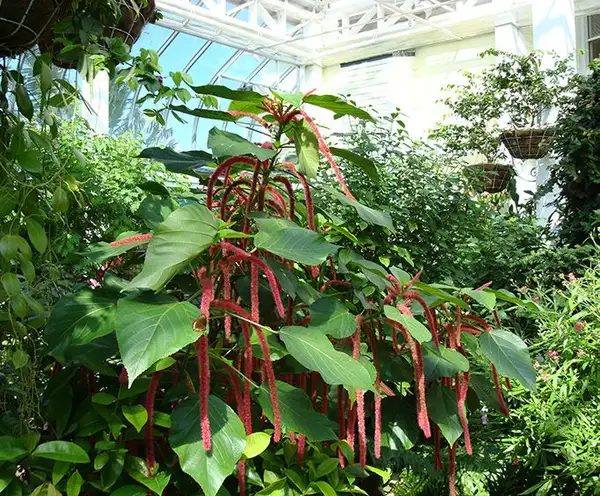 The Key West Butterfly and Nature Conservatory