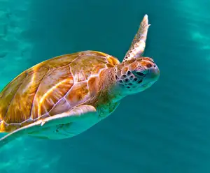 The Turtle Hospital