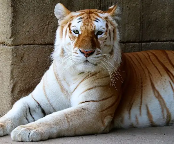 Memphis Zoo
