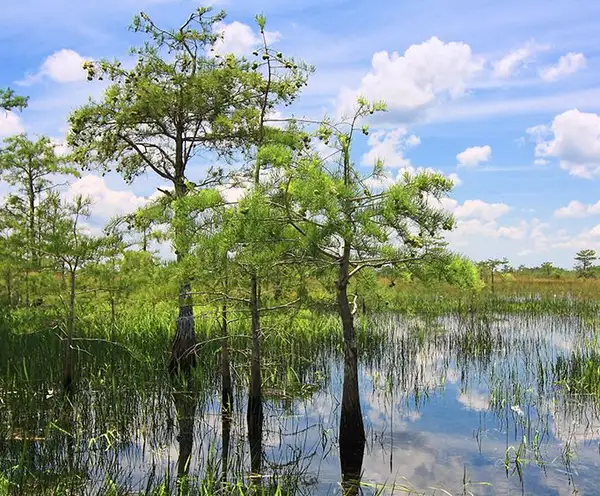 River of Grass in the Florida Everglades