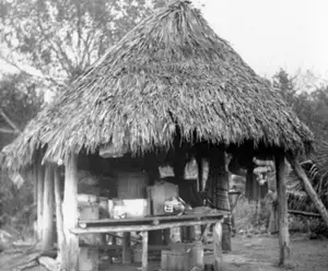 Council Oak Tree Site Hollywood Seminole Indian Reservation