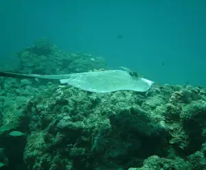 Bimini Sharklab Biological Field Station