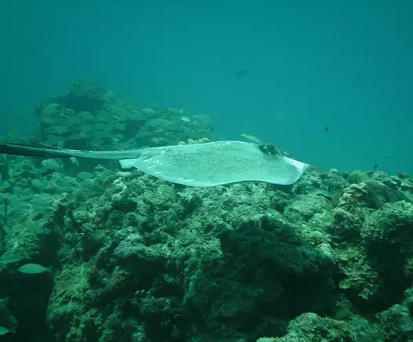 Bimini Sharklab Biological Field Station