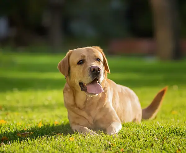 Eureka Springs Bark Park