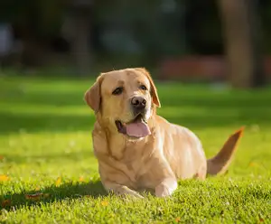 Eureka Springs Bark Park