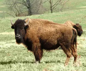 Eureka Springs Safari Park