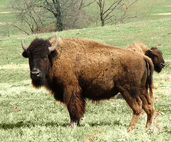 Eureka Springs Safari Park