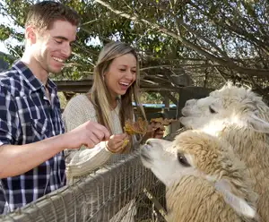 Noah's Ark Park