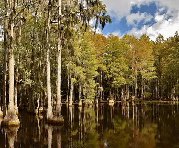 Cypress Forest