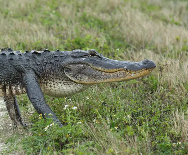 Orlando Wetlands Park