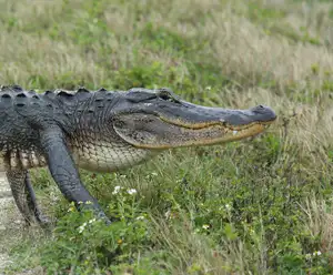 Orlando Wetlands Park
