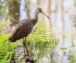 Shingle Creek Regional Park