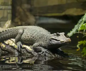 Golf N Gator! Orlando