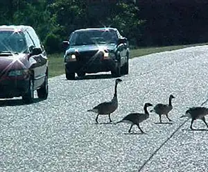 Island Drive Williamsburg, VA