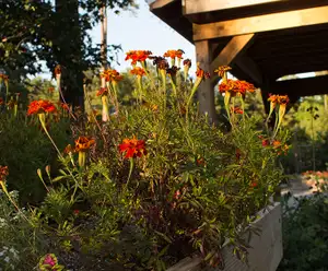 Williamsburg Botanical Garden