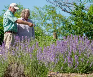 Sweethaven Lavender Farm Williamsburg