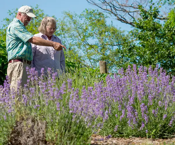 Sweethaven Lavender Farm Williamsburg
