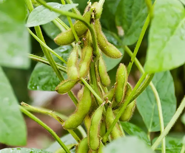 Mainland Farm Williamsburg