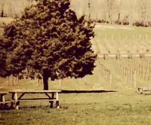 Arrington Vineyards Nashville