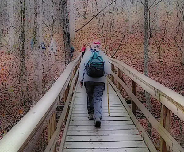 Blueberry Hill at Beaman Park Nashville