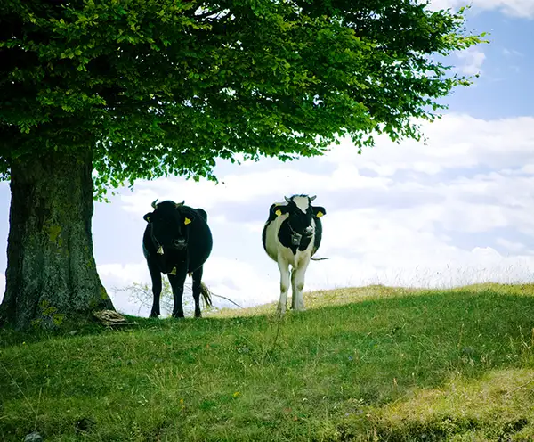 Devon Farm Historic Site Nashville