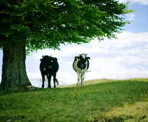 Devon Farm Historic Site Nashville