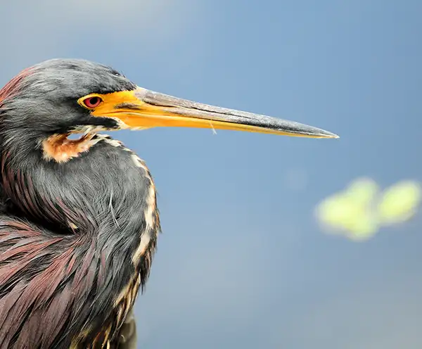 Main Street Park Destin