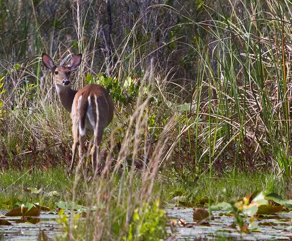 Deer Lake State Park Santa Rosa Beach Destin, FL