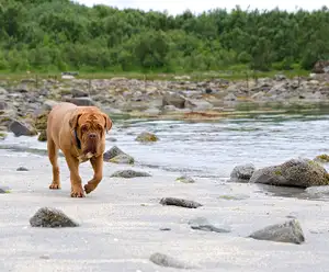 Destin Dog Park FL