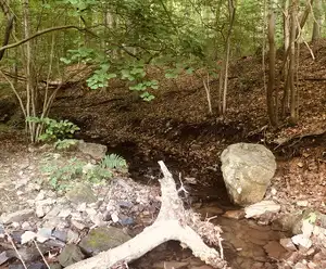 Boyd Big Tree Preserve Conservation Area Hershey, PA