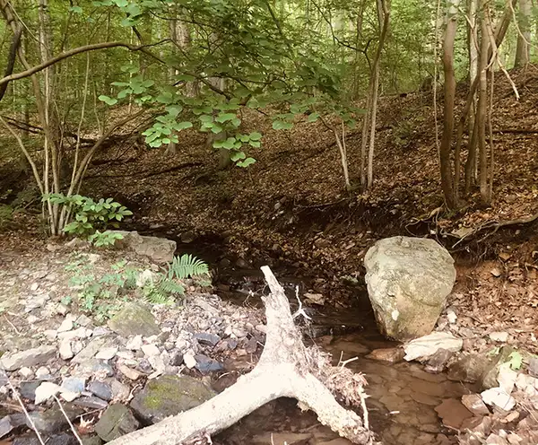 Boyd Big Tree Preserve Conservation Area Hershey, PA