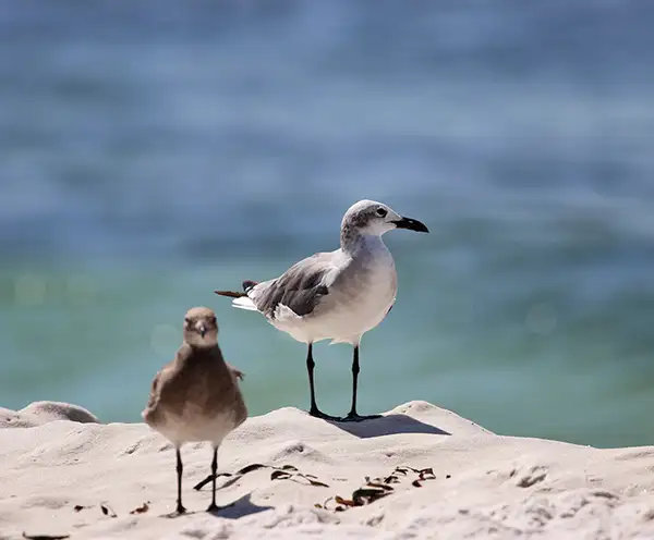 O'Steen Public Beach