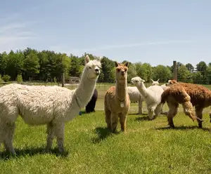 Chocolate Hollow Alpaca Farm Hershey, PA