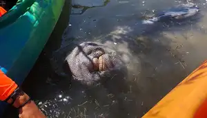 Manatee Observation Deck in Allenhurst