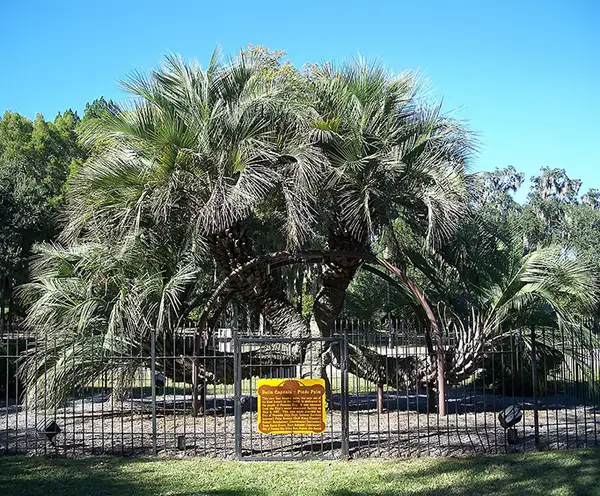 Four-headed Pindo Palm