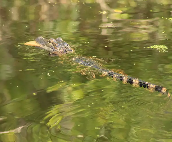 Gator Lake
