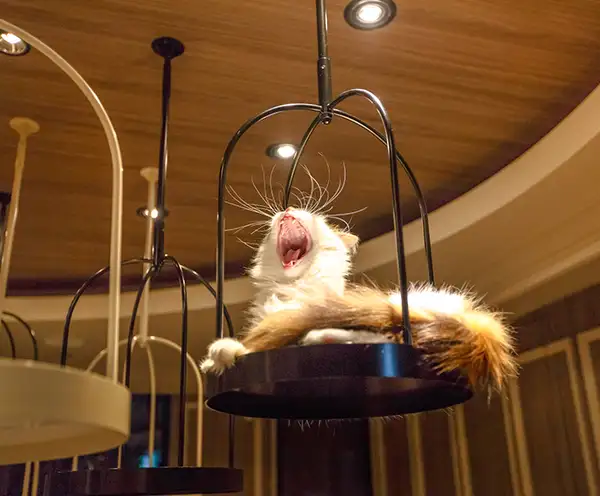 Coastal Cat Cafe Pensacola Beach, FL